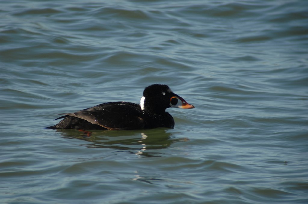 Duck, Surf Scoter, 2008-03170183 Berkeley, CA.JPG - Surf Scoter. East Shore State Park, Berkeley, CA, 3-17-2008